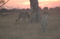Cheetah sunset 3